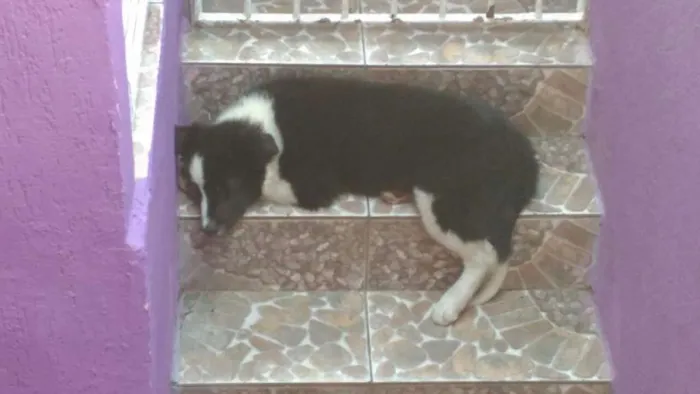 Cachorro ra a Border collie idade 2 a 6 meses nome Floki
