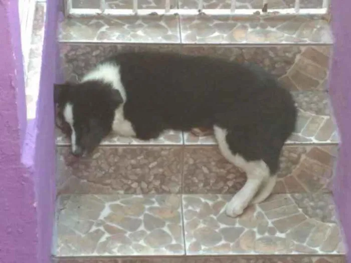 Cachorro ra a Border collie idade 2 a 6 meses nome Floki