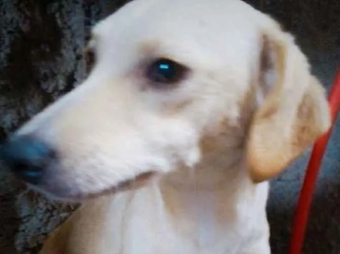 Cachorro ra a SRD ( sem raça definida) idade 7 a 11 meses nome Tatá e Dalila