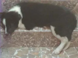 Cachorro raça Border collie idade 2 a 6 meses nome Floki