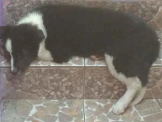 Cachorro ra a Border collie idade 2 a 6 meses nome Floki
