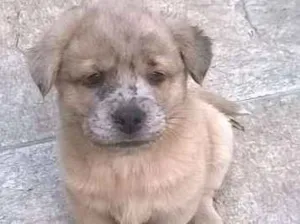 Cachorro raça  idade 2 a 6 meses nome filhote