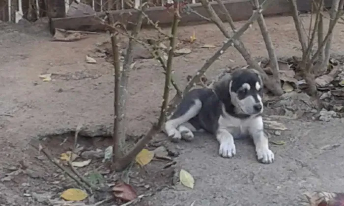 Cachorro raça mestiço idade 2 a 6 meses nome ainda não tem