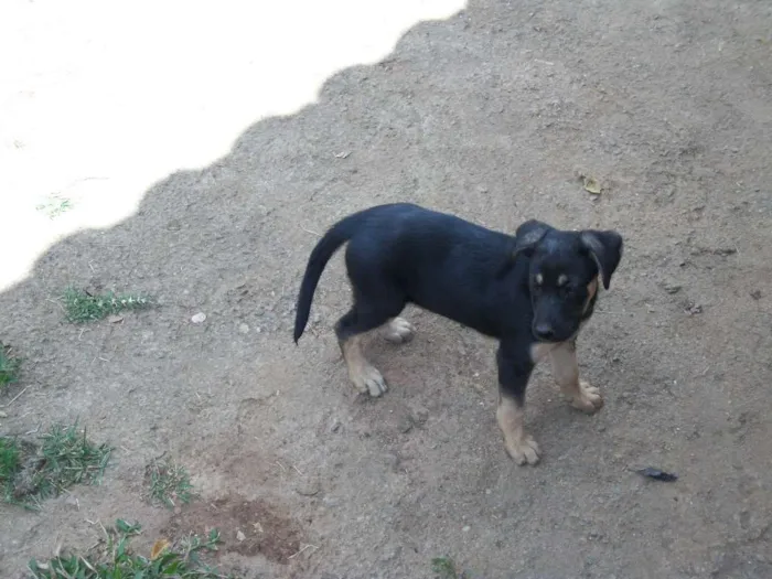 Cachorro raça mestiço idade 2 a 6 meses nome ainda não tem