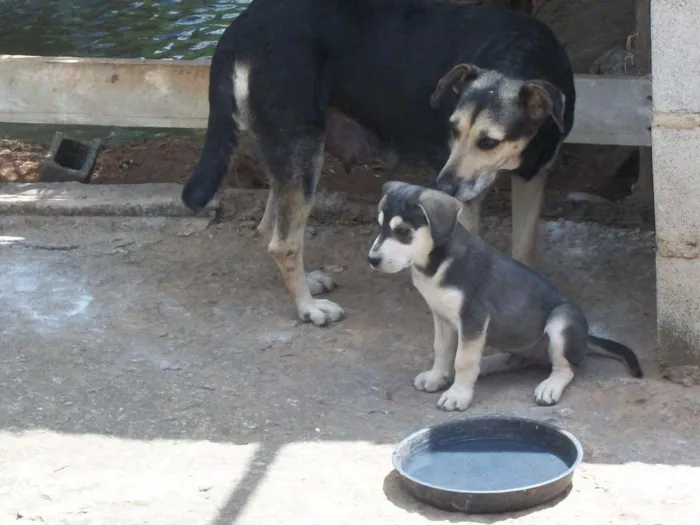Cachorro raça mestiço idade 2 a 6 meses nome ainda não tem