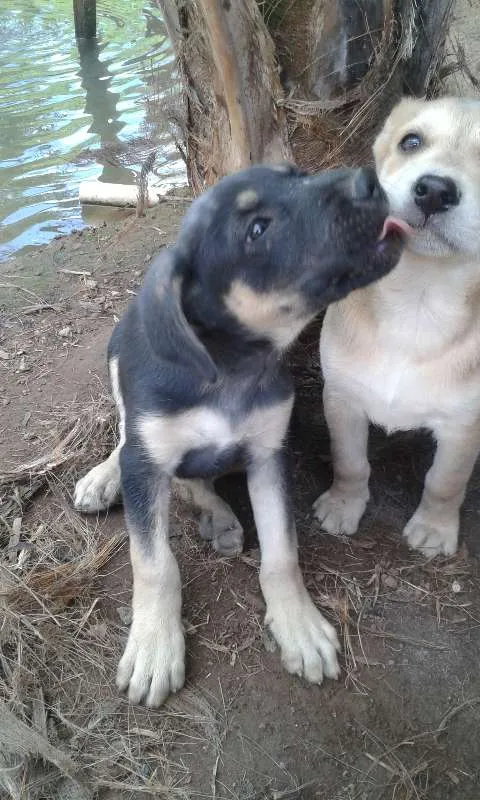 Cachorro raça mestiço idade 2 a 6 meses nome ainda não tem