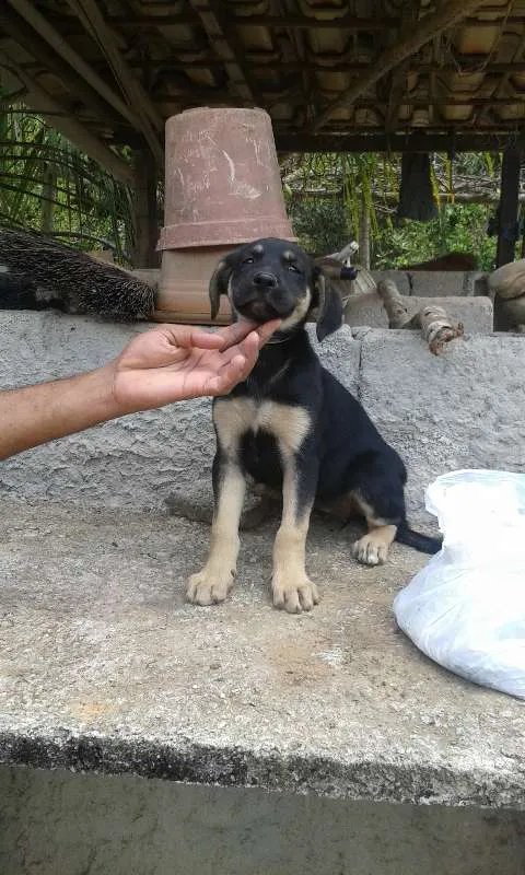 Cachorro raça mestiço idade 2 a 6 meses nome ainda não tem