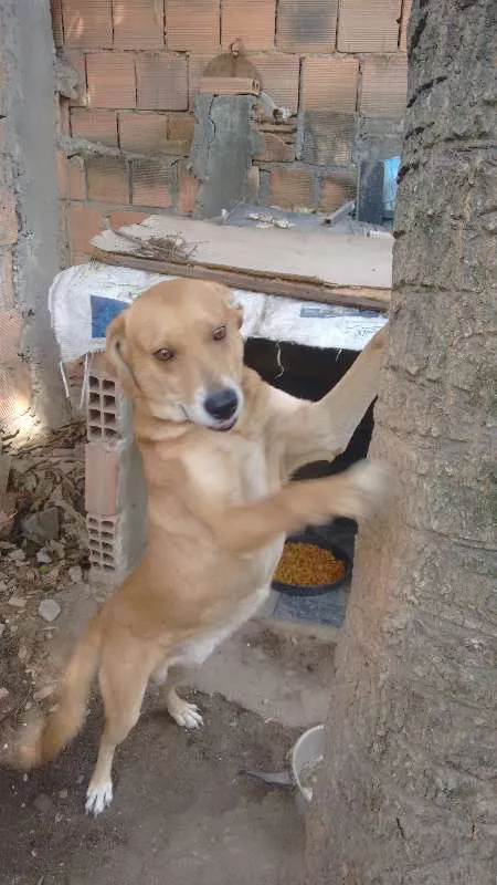 Cachorro ra a Labrador idade 4 anos nome William Shakespeare