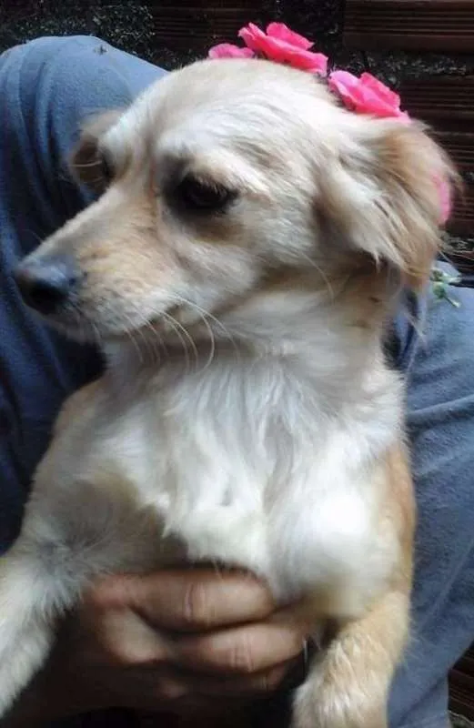 Cachorro ra a srd idade 1 ano nome Mãezinha