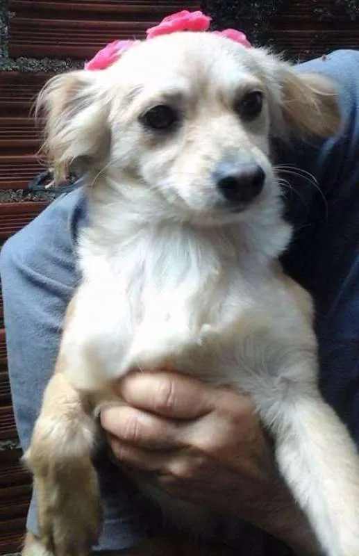 Cachorro ra a srd idade 1 ano nome Mãezinha