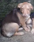 Filhota