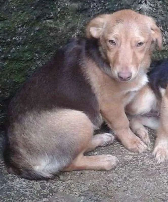 Cachorro ra a srd idade 2 a 6 meses nome Filhota