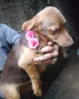 Filhota