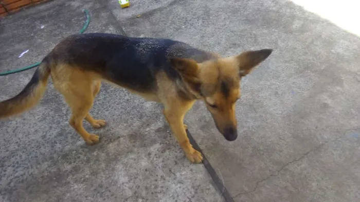 Cachorro ra a Pastor alemão idade 3 anos nome Lola e brisa