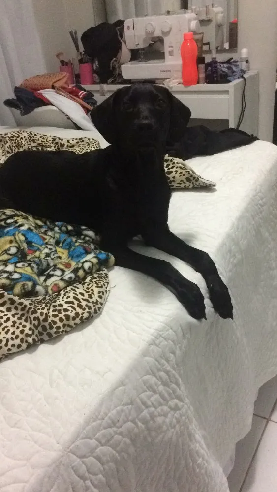 Cachorro ra a SRD idade 7 a 11 meses nome Meg