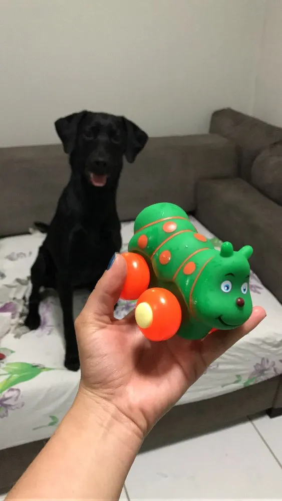 Cachorro ra a SRD idade 7 a 11 meses nome Meg