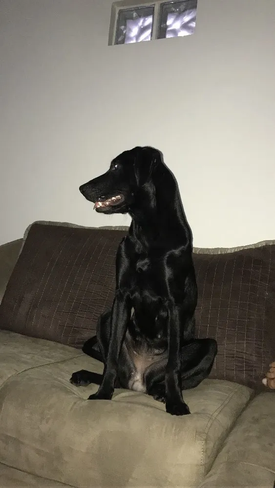 Cachorro ra a SRD idade 7 a 11 meses nome Meg