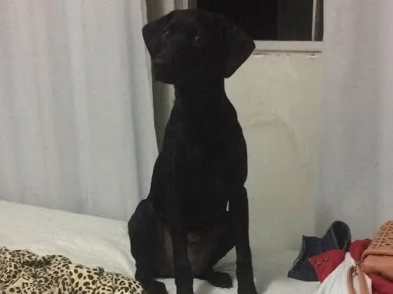 Cachorro ra a SRD idade 7 a 11 meses nome Meg