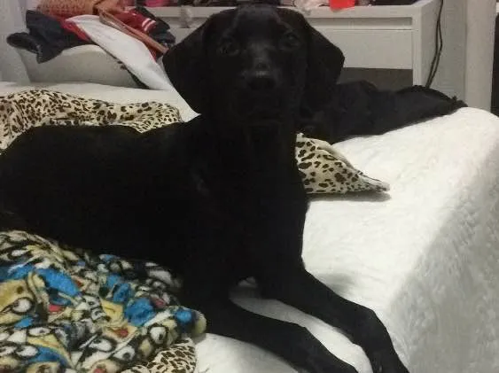 Cachorro ra a SRD idade 7 a 11 meses nome Meg