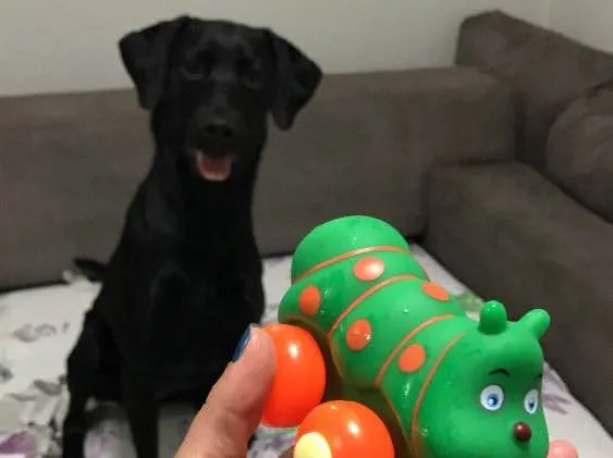 Cachorro ra a SRD idade 7 a 11 meses nome Meg