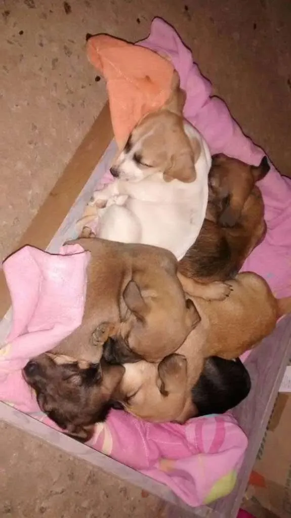 Cachorro raça vira lata com labrador idade Abaixo de 2 meses nome sem nome