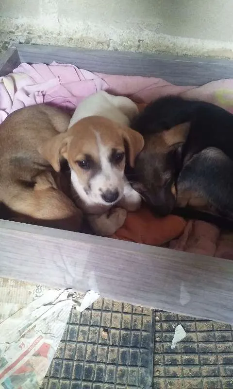 Cachorro raça vira lata com labrador idade Abaixo de 2 meses nome sem nome