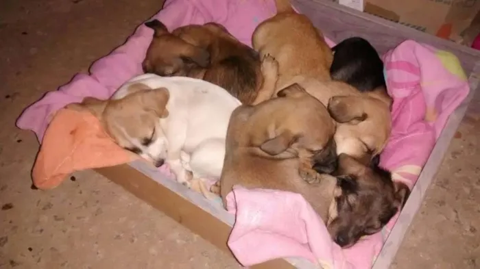 Cachorro raça vira lata com labrador idade Abaixo de 2 meses nome sem nome