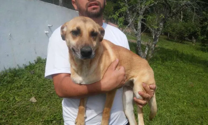 Cachorro ra a SRD idade 3 anos nome Lucy