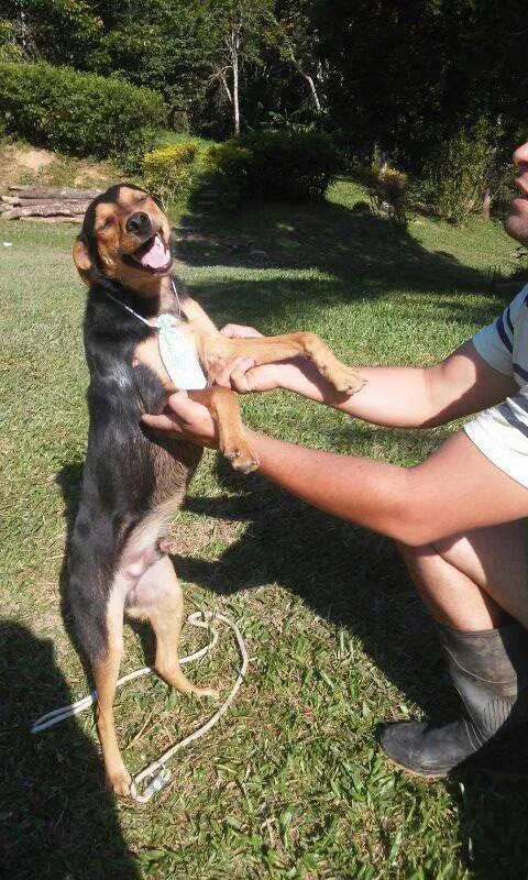 Cachorro ra a SRD idade 1 ano nome Pichulo