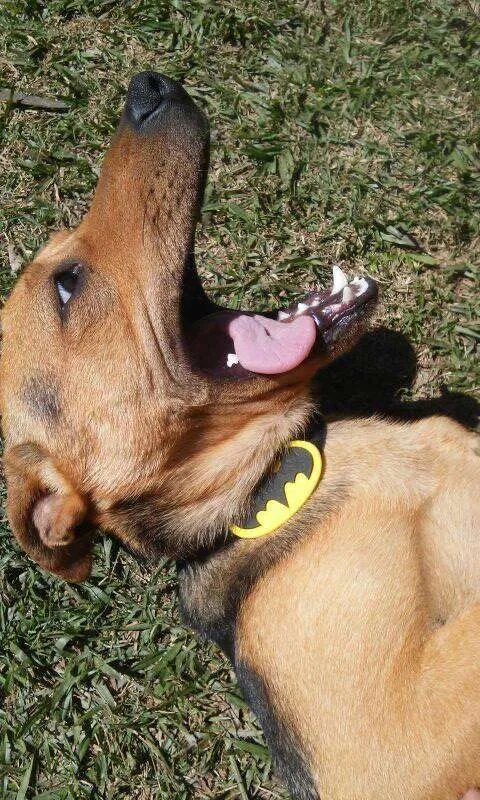 Cachorro ra a SRD idade 1 ano nome Risadinha
