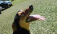 Pichulo