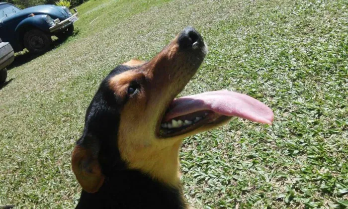Cachorro ra a SRD idade 1 ano nome Pichulo