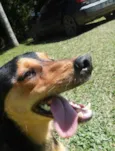 Pichulo