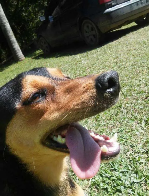Cachorro ra a SRD idade 1 ano nome Pichulo
