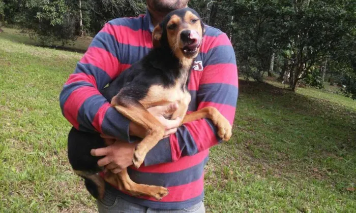 Cachorro ra a SRD idade 1 ano nome Pichulo