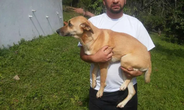Cachorro ra a SRD idade 3 anos nome Lucy