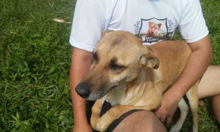 Cachorro ra a SRD idade 3 anos nome Lucy