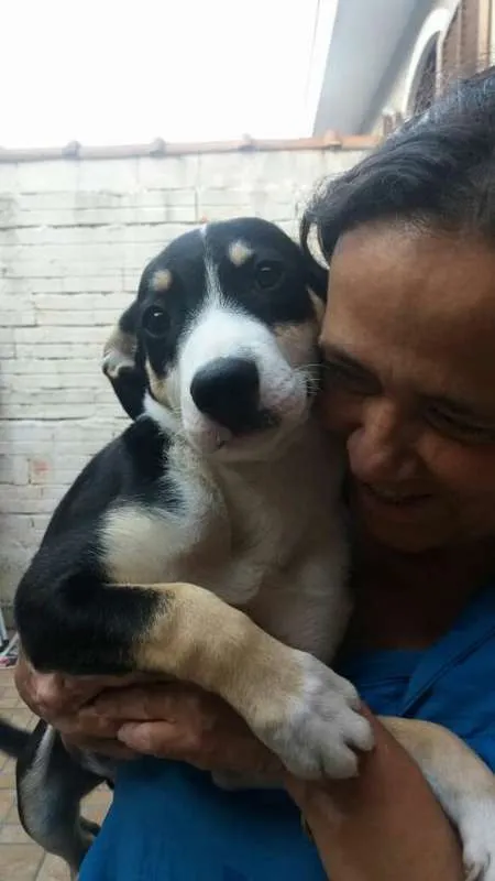 Cachorro ra a SRD idade 2 a 6 meses nome Caio
