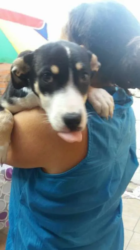 Cachorro ra a SRD idade 2 a 6 meses nome Caio