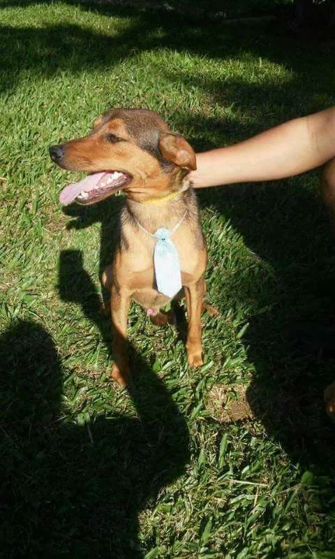 Cachorro ra a SRD idade 1 ano nome Risadinha