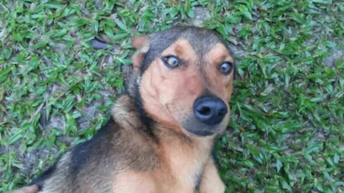 Cachorro ra a SRD idade 1 ano nome Risadinha