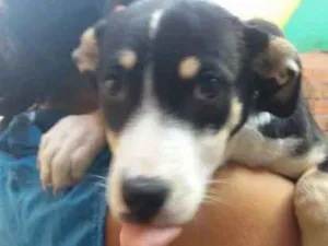 Cachorro raça SRD idade 2 a 6 meses nome Caio