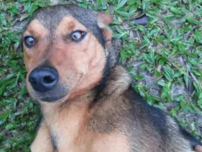 Cachorro ra a SRD idade 1 ano nome Risadinha