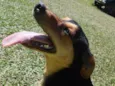 Pichulo