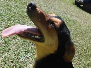 Cachorro raça SRD idade 1 ano nome Pichulo