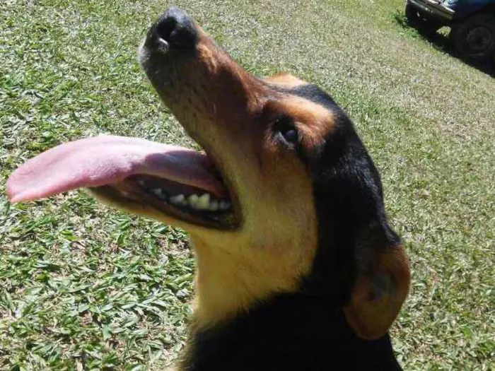 Cachorro ra a SRD idade 1 ano nome Pichulo