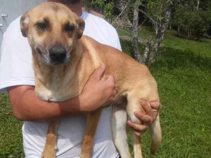 Cachorro ra a SRD idade 3 anos nome Lucy