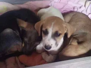 Cachorro raça vira lata com labrador idade Abaixo de 2 meses nome sem nome