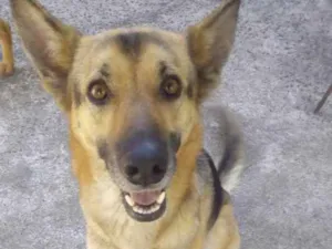 Cachorro raça Pastor alemão idade 3 anos nome Lola e brisa