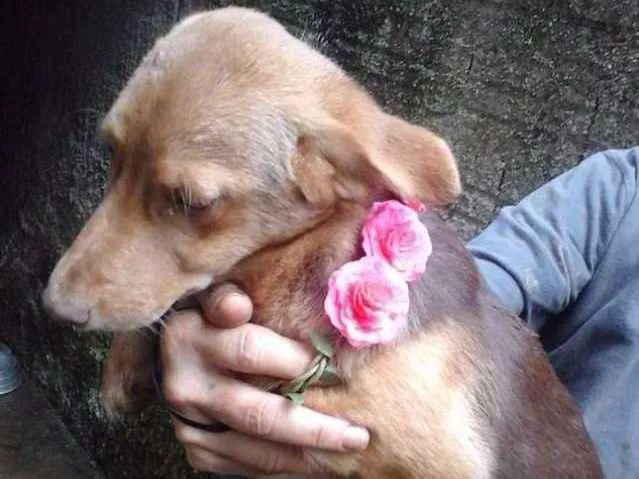 Cachorro ra a srd idade 2 a 6 meses nome Filhota